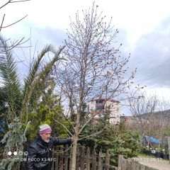 Magnolia Pink Rosa-Gövde Çevresi 20-24 cm-17 Yaş-Boy 400 cm-Rootball-Bol Çiçekli