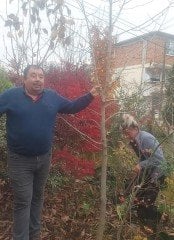 Magnolia Kobusi Gövde Çevresi 10-14 cm-13 Yaş-Boy 250 cm