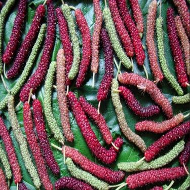 Pakistan Mulberry Şah Dut Fidanı 40-50 cm