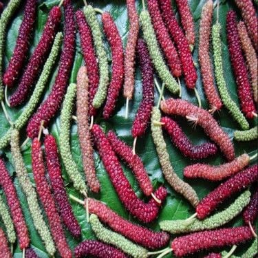 Pakistan Mulberry Şah Dut Fidanı  Boy 200-230 cm-Gövde Çevresi 8-10 cm