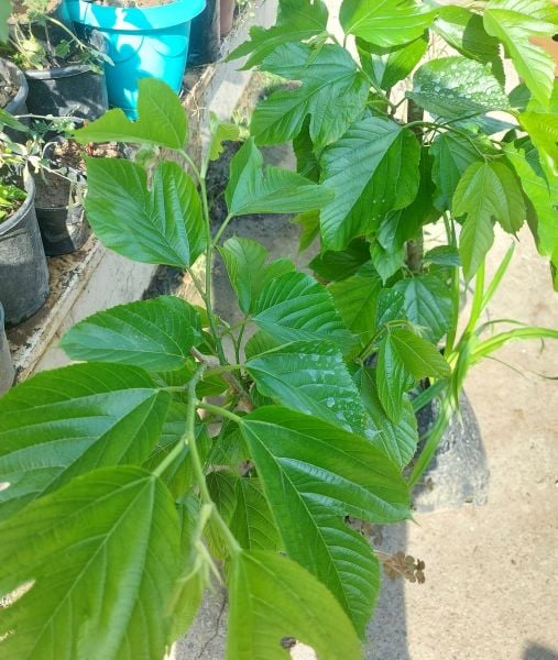 Pakistan Mulberry Şah Dut Fidanı 150 cm