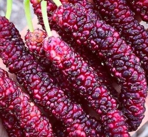 Pakistan Mulberry Şah Dut Fidanı  Boy 200-230 cm-Gövde Çevresi 8-10 cm