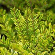 Lonicera nitida Lemon Queen Alacalı Çalı Hanımeli