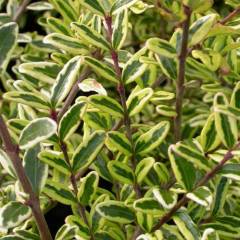 Lonicera nitida Lemon Queen Alacalı Çalı Hanımeli