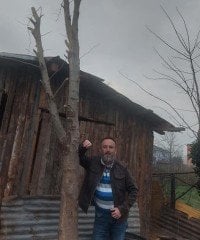 Çınar Fidanı Gövde Çevresi 70-80 cm-Boy 10 Metre Rootball