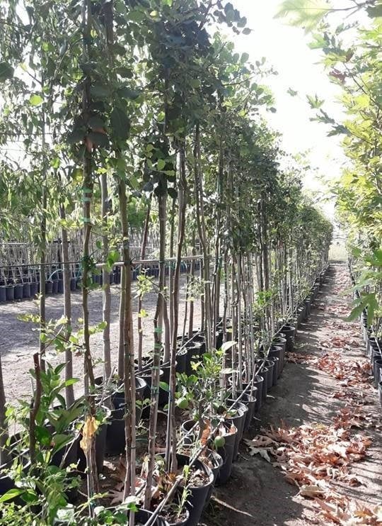 Keçiboynuzu Fidanı 10 Yaş-250-300 cm-Bol Çiçekli