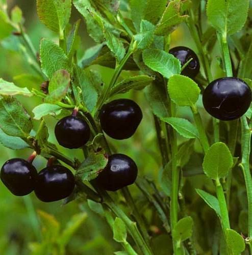 Billberry (Doğal Yerli Likapa Yaban Mersini) Fidanı