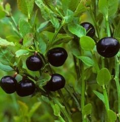 Billberry (Doğal Yerli Likapa Yaban Mersini) Fidanı