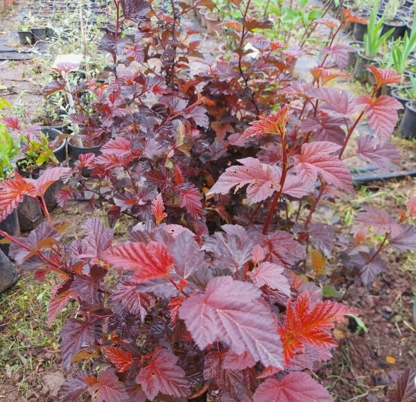 Physocarpus Opulifolius Diable Dor Mindia, Dokuzkabuk 100 cm