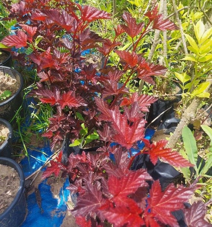 Physocarpus Opulifolius Diable Dor Mindia, Dokuzkabuk 100 cm