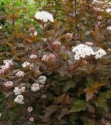 Physocarpus Opulifolius Diable Dor Mindia, Dokuzkabuk