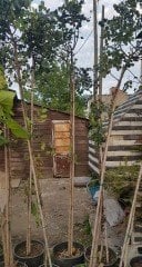 Keçiboynuzu Fidanı 10 Yaş-250-300 cm-Bol Çiçekli