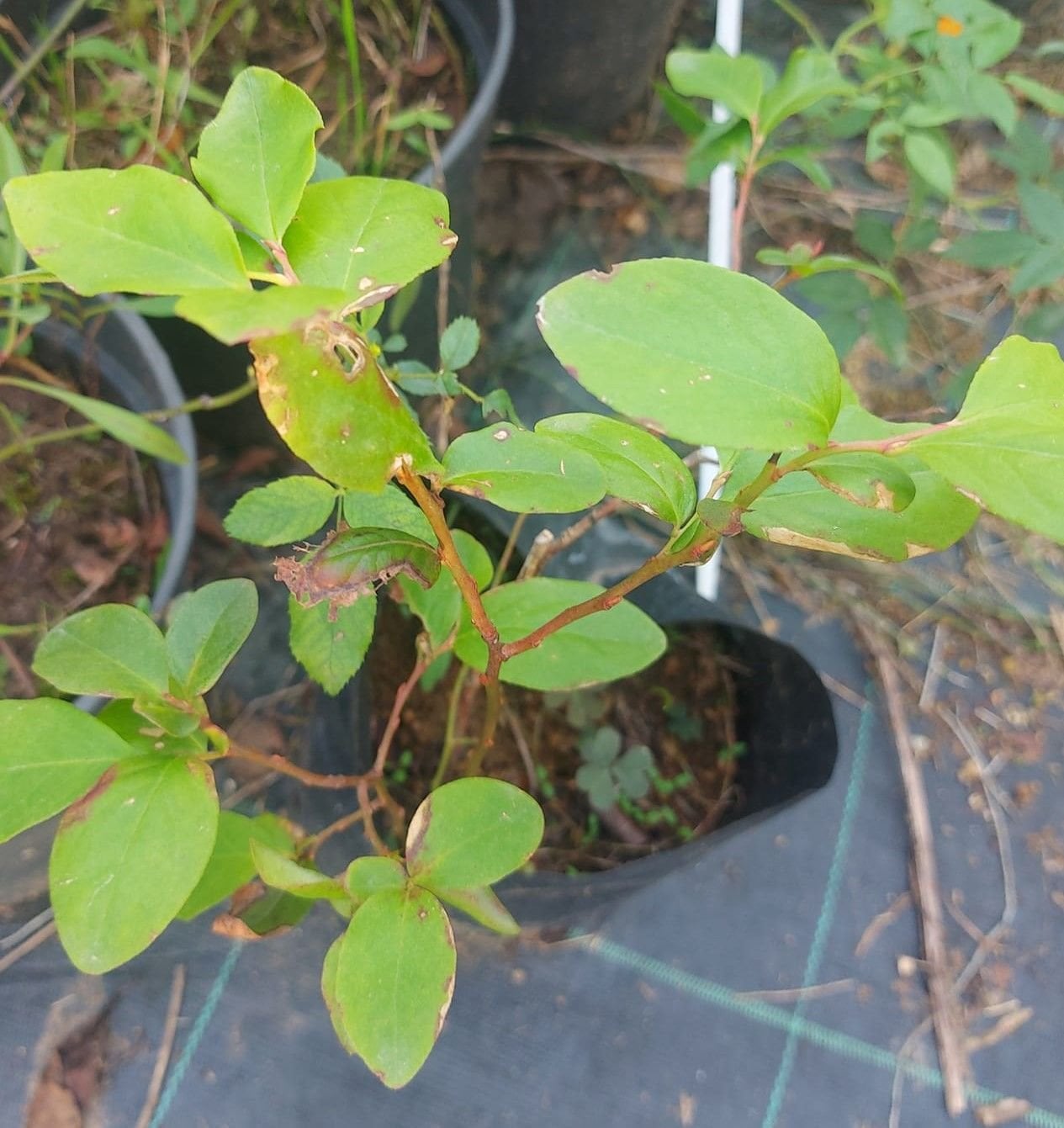 Billberry (Doğal Yerli Likapa Yaban Mersini) Fidanı