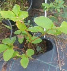 Billberry (Doğal Yerli Likapa Yaban Mersini) Fidanı