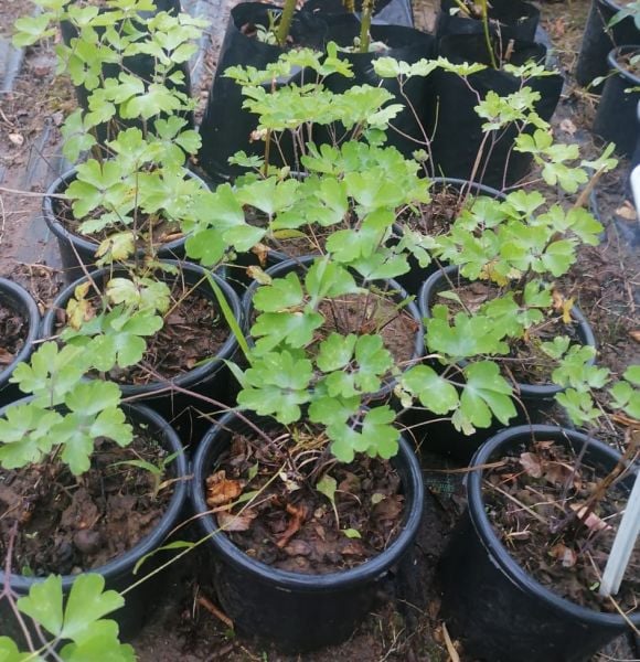 Aquilegia vulgaris Haseki Küpesi Fidesi çiçek açan bitki