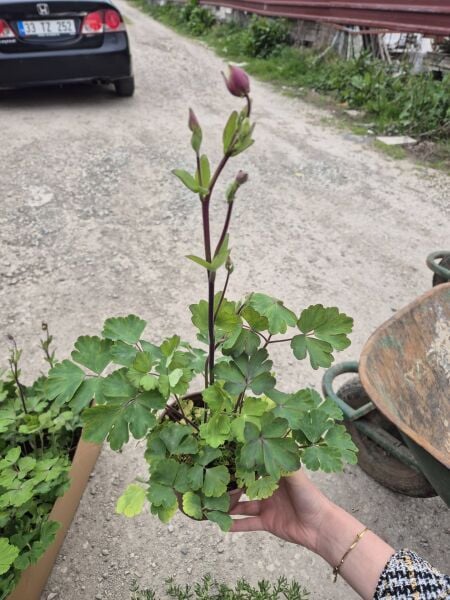 Aquilegia vulgaris Haseki Küpesi Fidesi Anaç Bitki-Çiçekli
