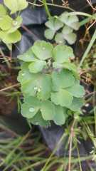 Aquilegia vulgaris Haseki Küpesi Fidesi çiçek açan bitki
