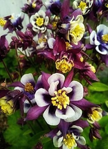 Aquilegia vulgaris Haseki Küpesi Fidesi çiçek açan bitki