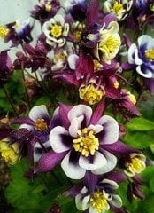 Aquilegia vulgaris Haseki Küpesi Fidesi Anaç Bitki-Çiçekli