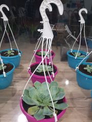 Echeveria Elegans