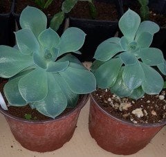 Echeveria Elegans
