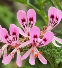 Ananas Kokulu Sardunya Fidesi Sivrisinek Kovucu Pelargonium Odorata Pineapple