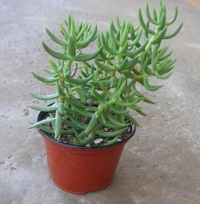 Crassula Tetragona-Minyatür Çam Ağacı