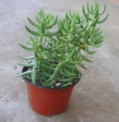 Crassula Tetragona-Minyatür Çam Ağacı