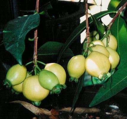 Rose Apple Fruit ( Gül Elması) Fidanı
