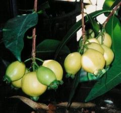 Rose Apple Fruit ( Gül Elması) Fidanı