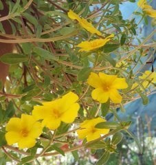 Portulaca Yubi (Semizotu Yapraklı İpek Çiçeği-Sarı Çiçekli Askılı Saksı)