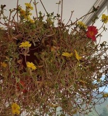 Portulaca Yubi (Semizotu Yapraklı İpek Çiçeği-Sarı Çiçekli Askılı Saksı)