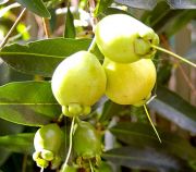 Rose Apple Fruit ( Gül Elması) Fidanı