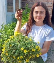 Portulaca Yubi (Semizotu Yapraklı İpek Çiçeği-Sarı Çiçekli Askılı Saksı)