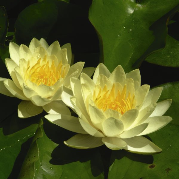 Sarı Çiçekli Nilüfer [Marliacea Chromatella]