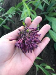 Cestrum Elegans Mor Cestrum-40-60 cm Parfüm Çiçeği
