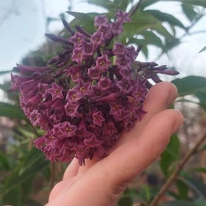 Cestrum Elegans Mor Cestrum-40-60 cm Parfüm Çiçeği