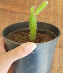 Chamaecerus silvestrii green(Kaktüs) 15-20 cm