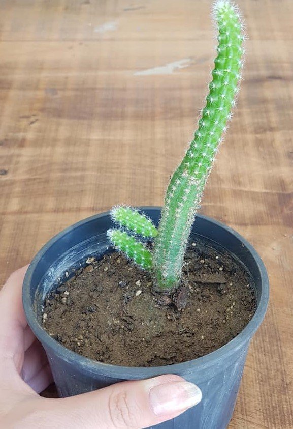 Chamaecerus silvestrii green(Kaktüs) 15-20 cm