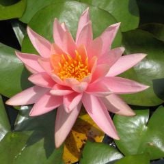 Şeftali Renkli Nilüfer (Nymphaea Colorado)-Canlı Bitki
