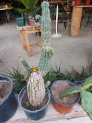 Echinopsis Oxygona(Kaktüs) Anaç Kaktüs