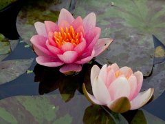 Değişken Çiçekli Nilüfer (Nymphaea Aurora)