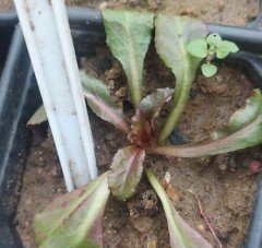 Somon Lobelya Fan Çiçeği Saksıda Lobelia Speciosa