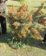 Cuphea Melvilla-Puro Çiçeği 80-120 cm