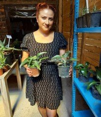 Kalanchoe Daigremontiana (Aşkın Gözyaşları)