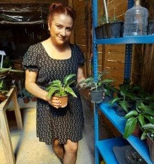 Kalanchoe Daigremontiana (Aşkın Gözyaşları)