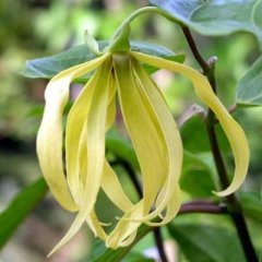 Ylang Ylang (Parfüm Ağacı) Fidanı 20 cm