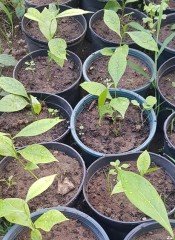 Ylang Ylang (Parfüm Ağacı) Fidanı 20 cm
