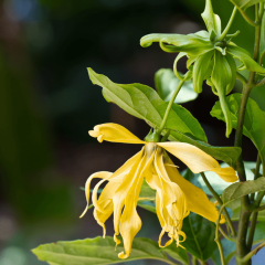 Ylang Ylang (Parfüm Ağacı) Fidanı 20 cm