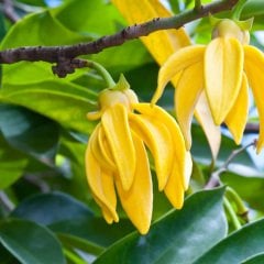 Ylang Ylang (Parfüm Ağacı) Fidanı 20 cm